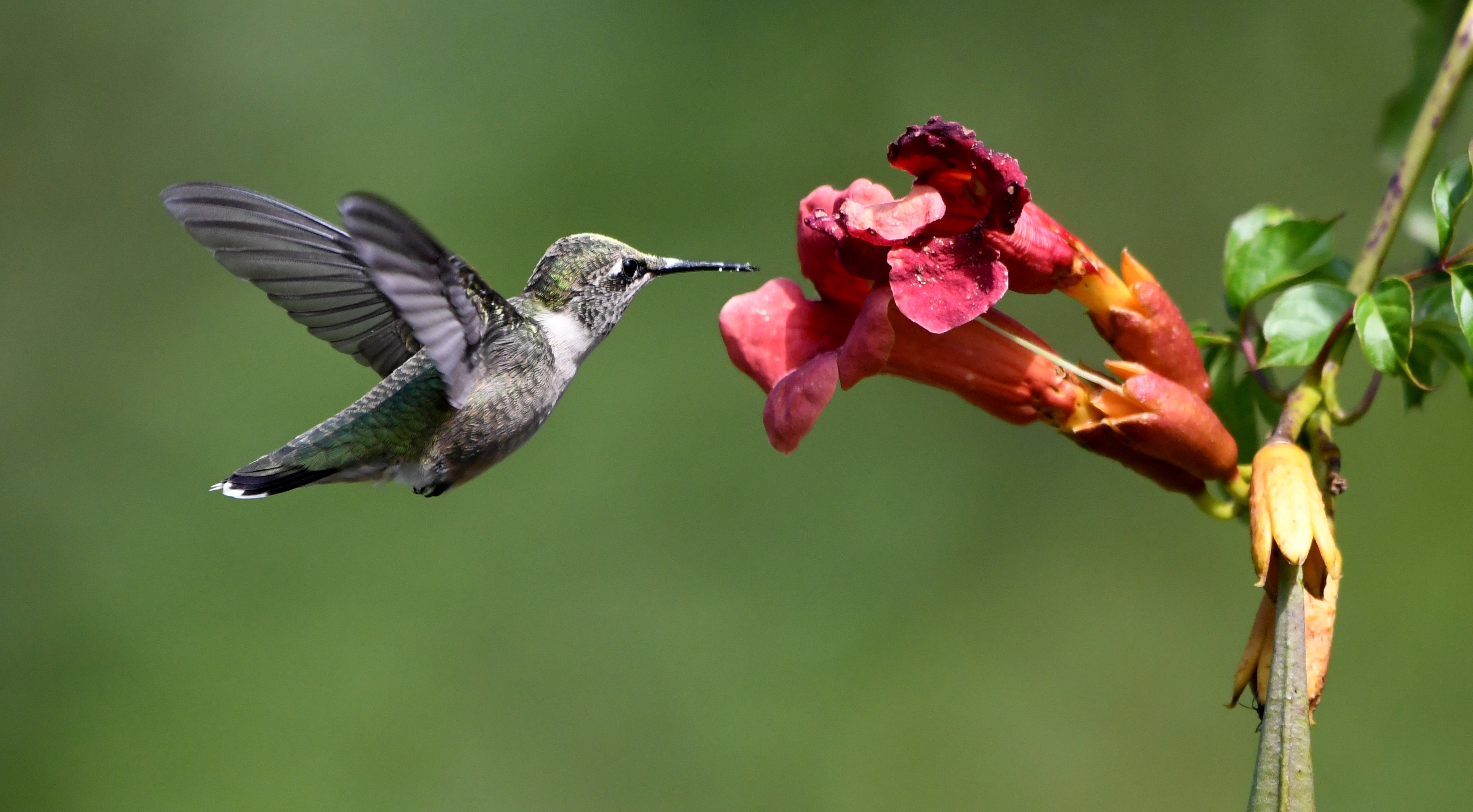 A gray hummingbird drinks nectar from a red flower.