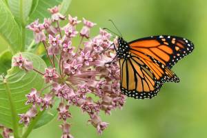 Monarch butterfly on a pink milkweed blossom