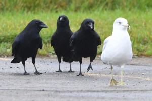 Three crows stand near a seagull.