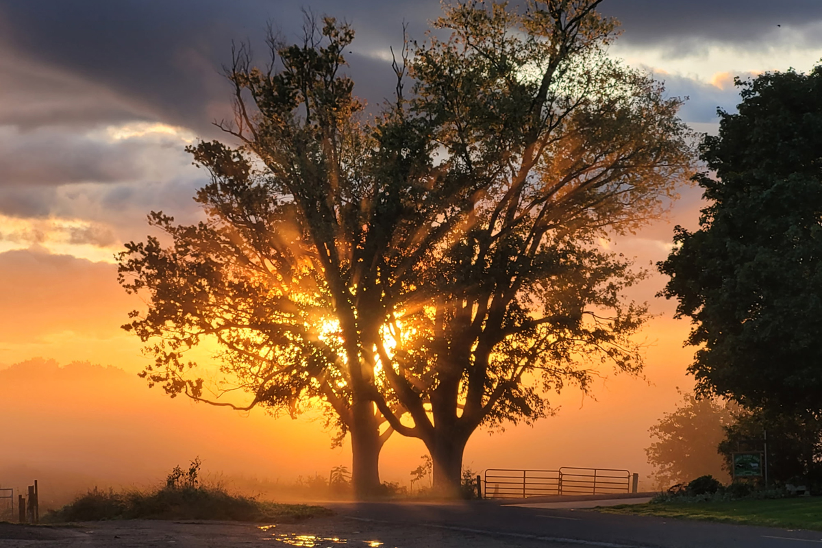 A tree is illuminated from behind by a rising or setting sun.