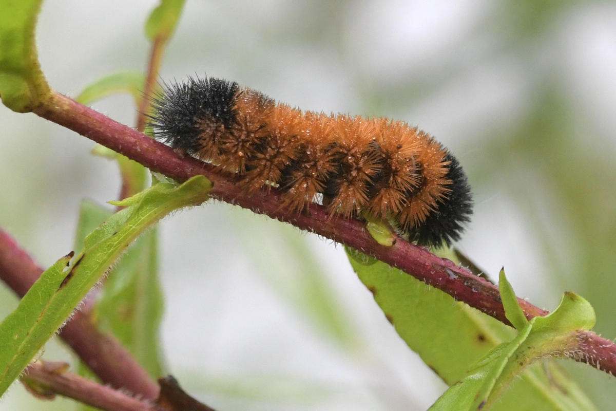 woolybears A woolly bear caterpillar crawls along a branch.