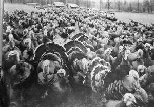 A black and white photo of turkeys bunched up together.