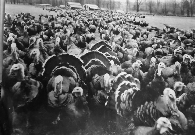 A black and white photo of turkeys bunched up together.