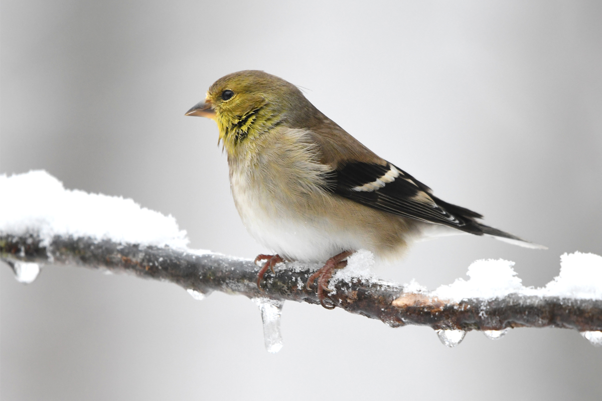 picturewalks_goldfinch a yellow-headed bird sits on a frozen tree branch.