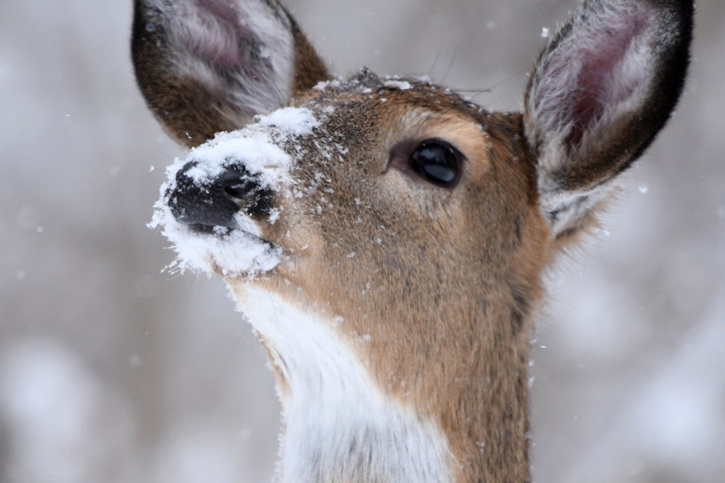 A female deer with its snout covered in snow.