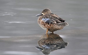 A brown duck with blue feathers on its wing.