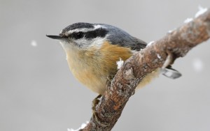 A nuthatch bird clings to a tree branch in winter.