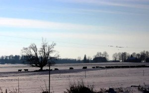 A wide tree stands alone on a flat piece of farmland.