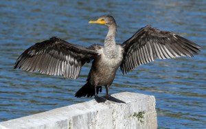 A black cormorant with green eyes spreads open its wings.