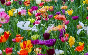 A bevy of colorful spring flowers including tulips.