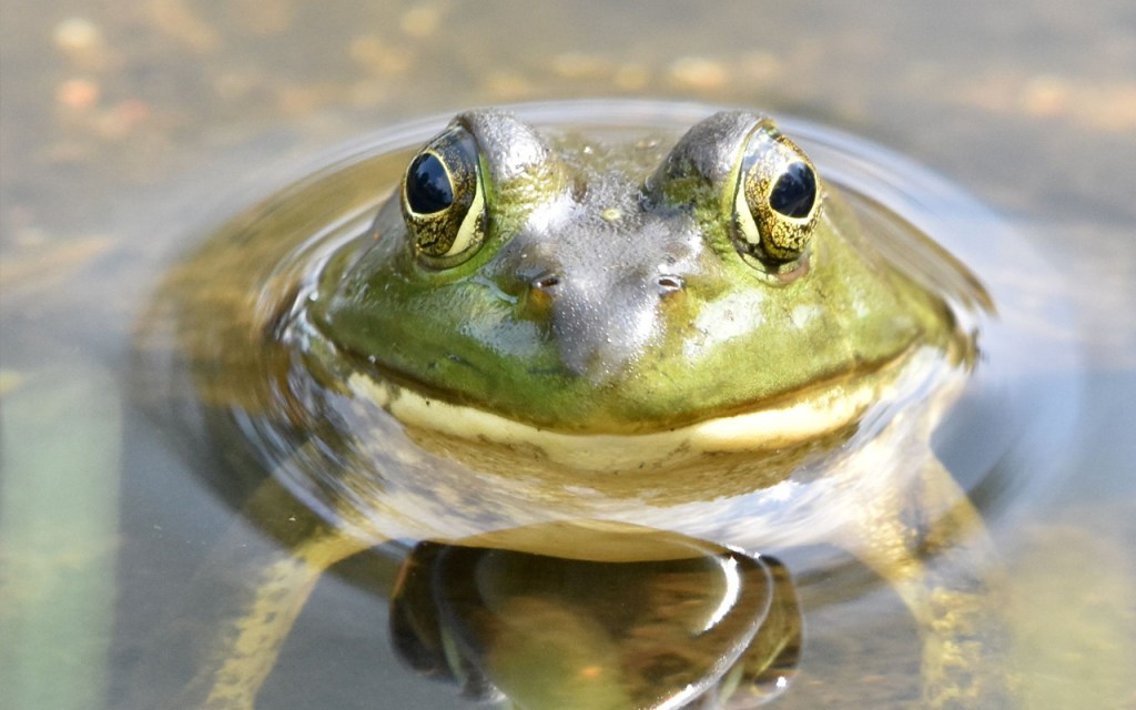 An American bullfrog peeks its head above the water.