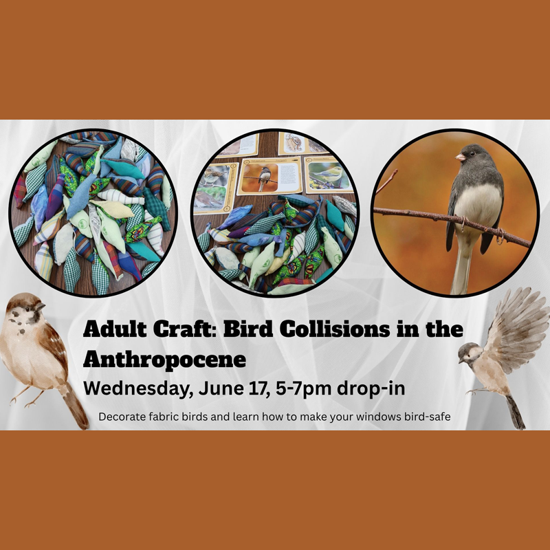 An adult crafting session to make fabric birds in honor of those that died in collisions.