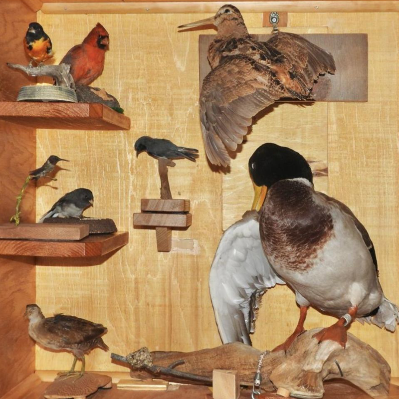 Russ Schippers will talk all about birds at the Vicksburg District Library.