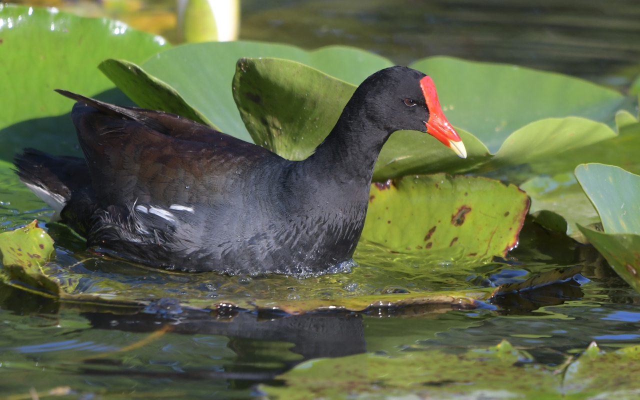 picturewalks_commongallinules A black bird with a red beak, the common gallinule.