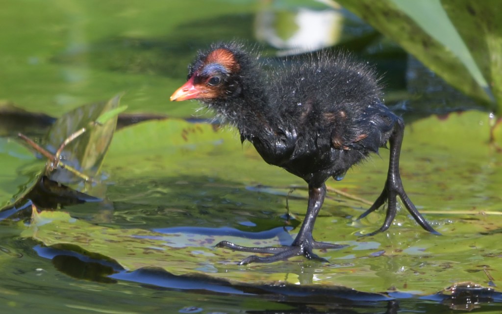 A very young common gallinule.