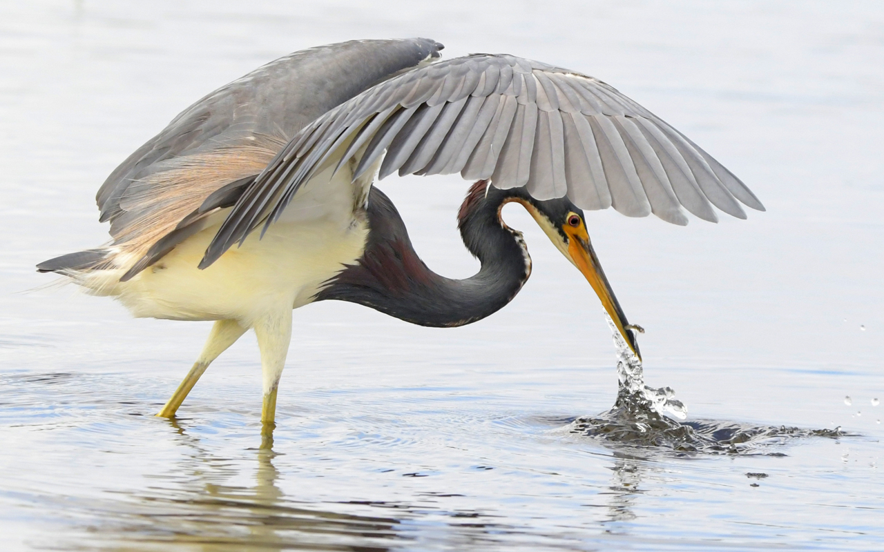 A tri-color heron dips its beak into the water.