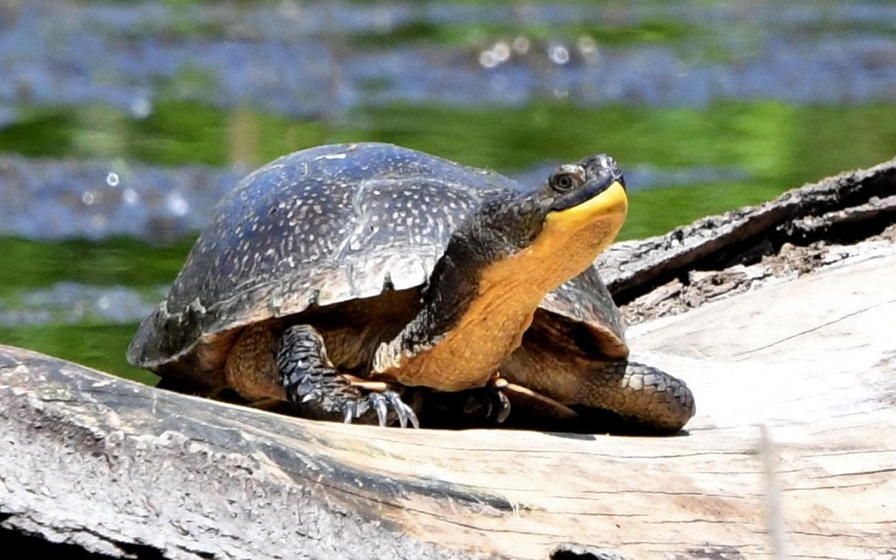 picturewalks_blandingsturtle A Blanding's turtle appears beside a marsh.