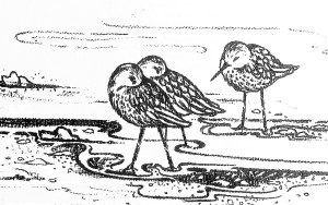 Two birds walk alongside each other on the beach while another stands alone.