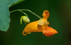 A yellowish-orange flower stretches off a green leaf.